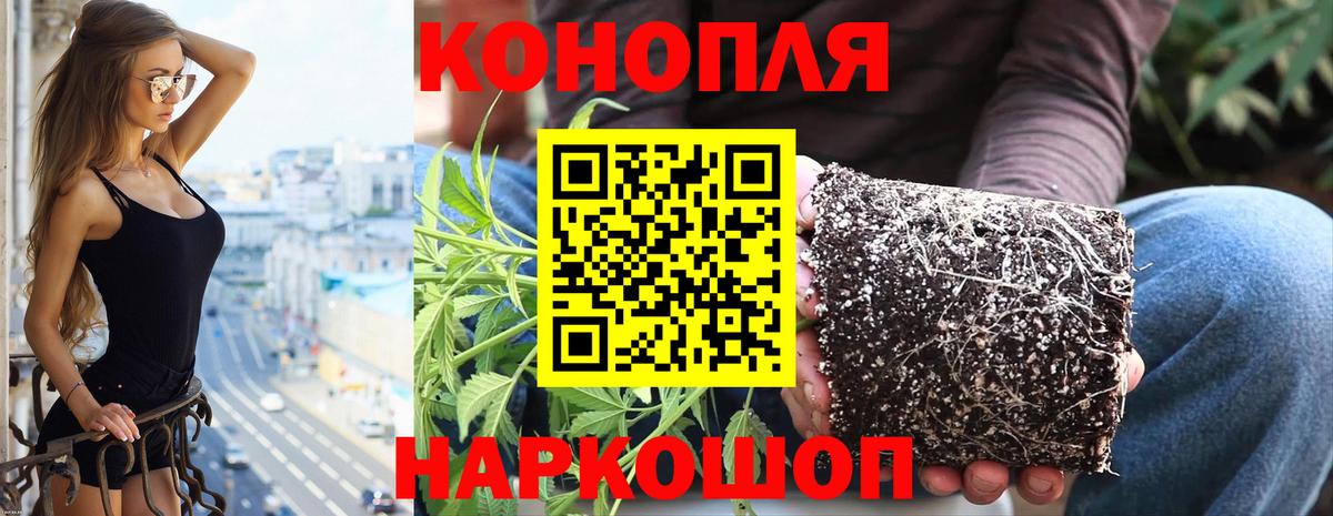 Каннабис марихуана Губаха